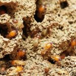 diagnostic termites maison