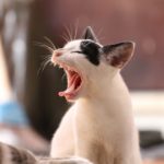 animaux de compagnie