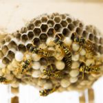 Essaim d'abeilles : locataire ou propriétaire ?