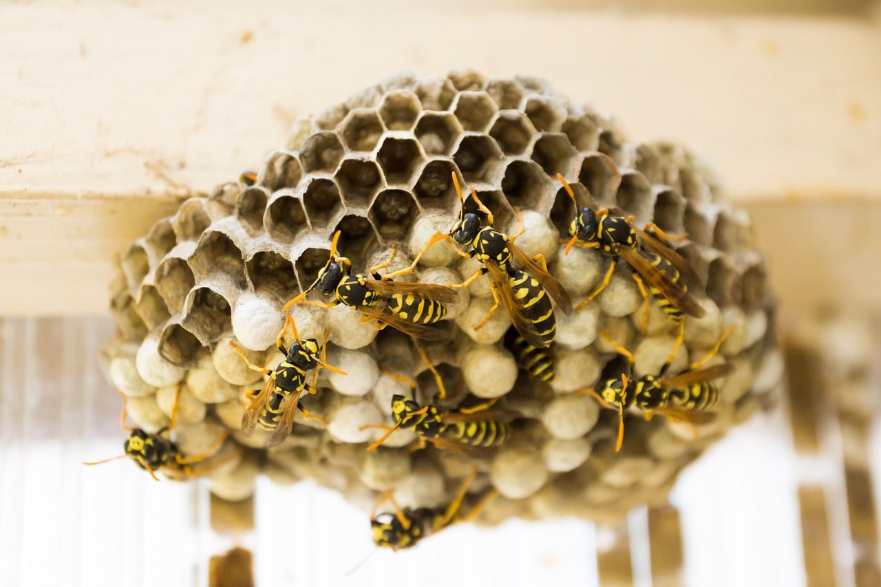 Mon voisin a des ruches : est-ce dangereux et que faire ?