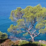 Pourquoi investir dans l'immobilier à Roquebrune-sur-Argens ?