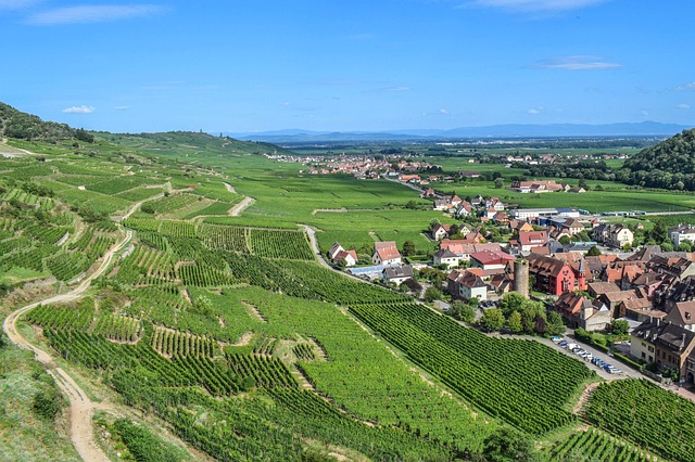 Paysage viticole en Alsace près de Colmar, avec vue sur les vignes et un village typique
